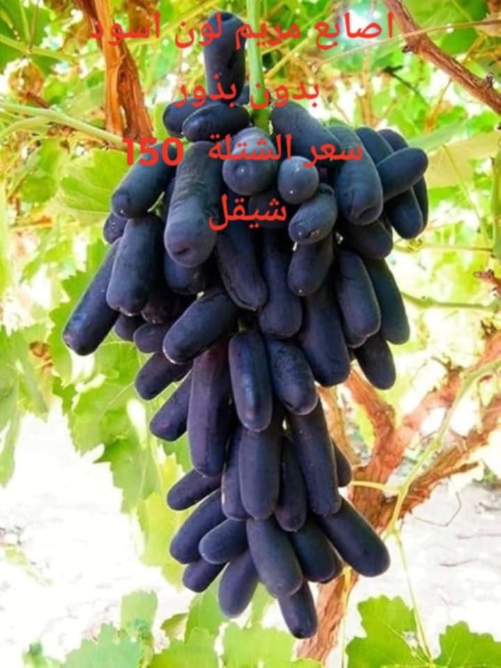 عنب | مشتل عمار زكارنه - أخضر