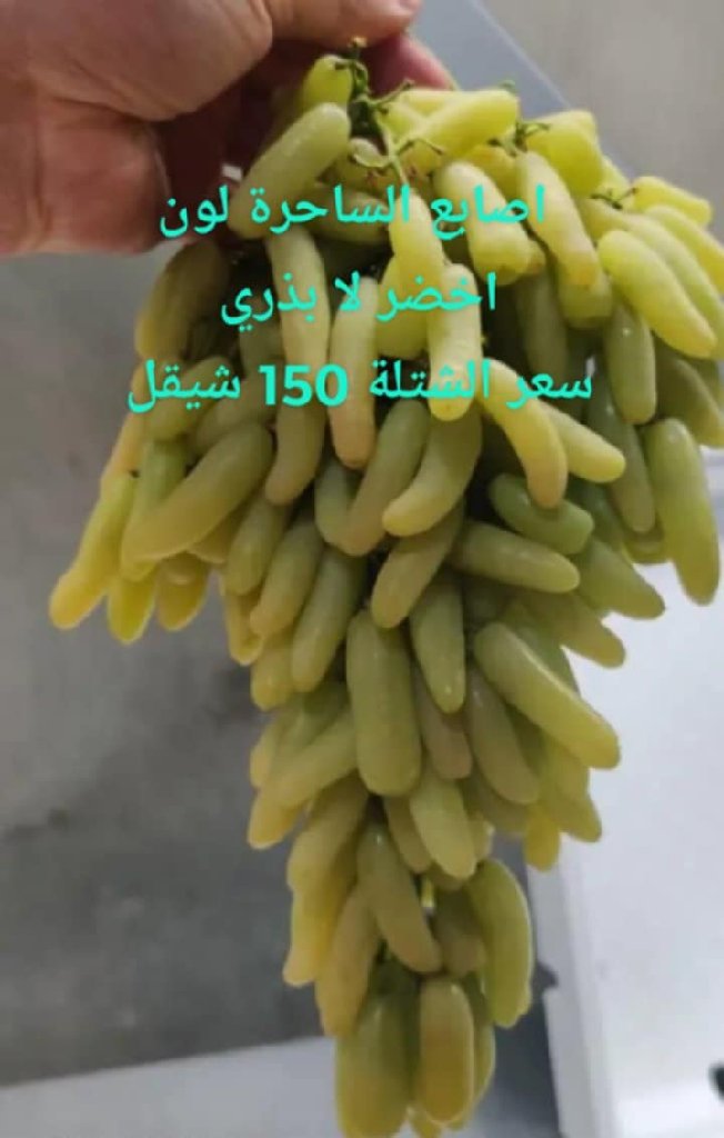 عنب | مشتل عمار زكارنه - أخضر