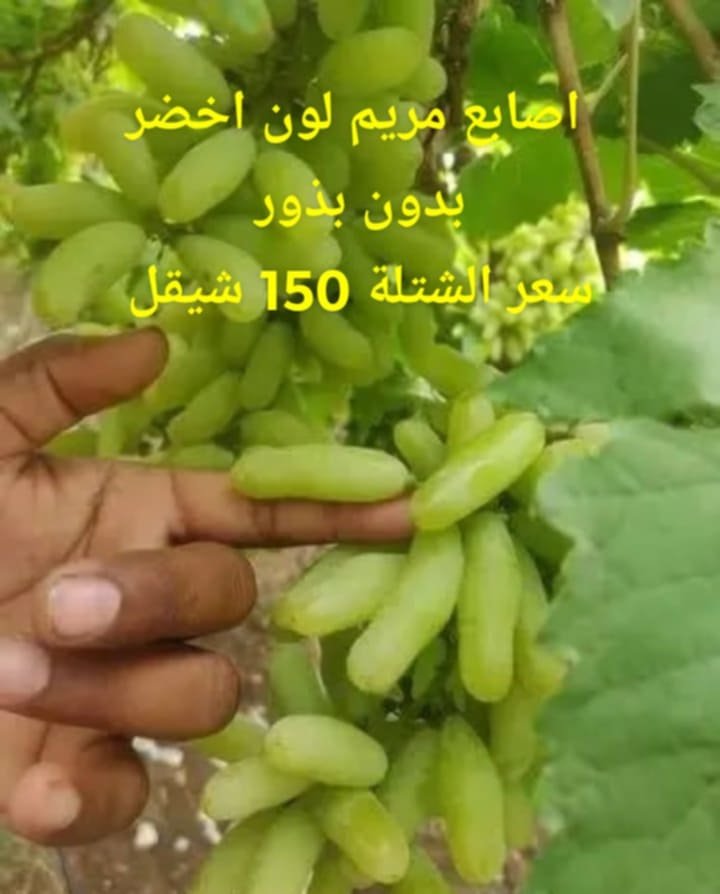 عنب | مشتل عمار زكارنه - أخضر