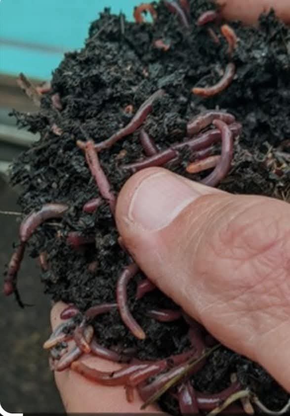 سماد فيرمي كمبوست | jo vermi compost - أخضر