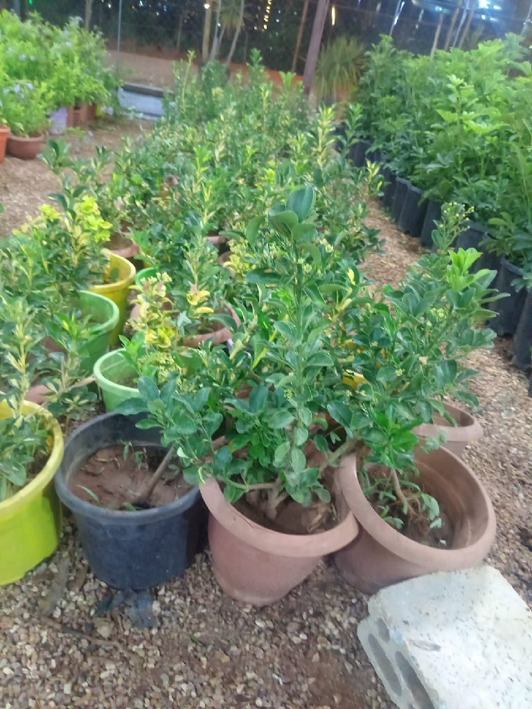 مرجان | مشاتل البشر الحديثه - أخضر