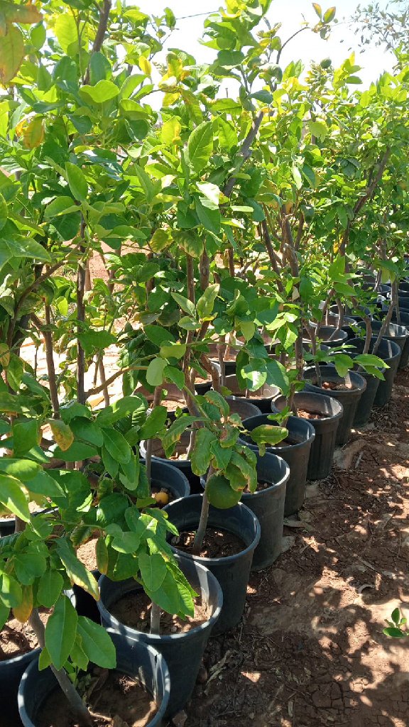 ليمون ايطالي برغموت معطر | مشاتل البشر الحديثه - أخضر