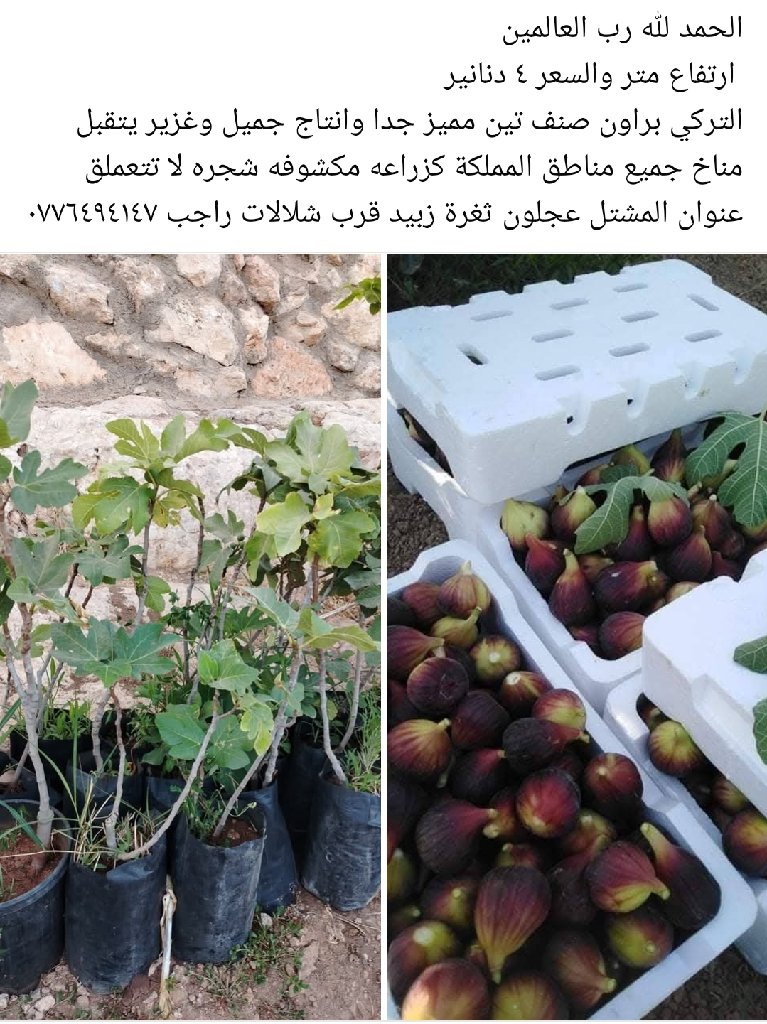 تين | كرم للخدمات الزراعية - أخضر