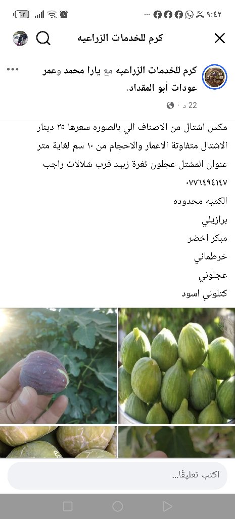 جميع انواع التين | كرم للخدمات الزراعية - أخضر