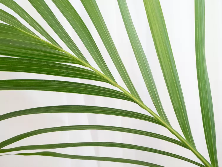 Areca palm | Discover the world of agriculture - Akhdar — Image 3
