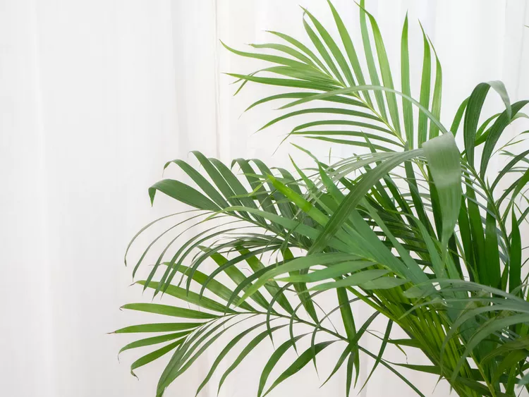 Areca palm | Discover the world of agriculture - Akhdar — Image 2