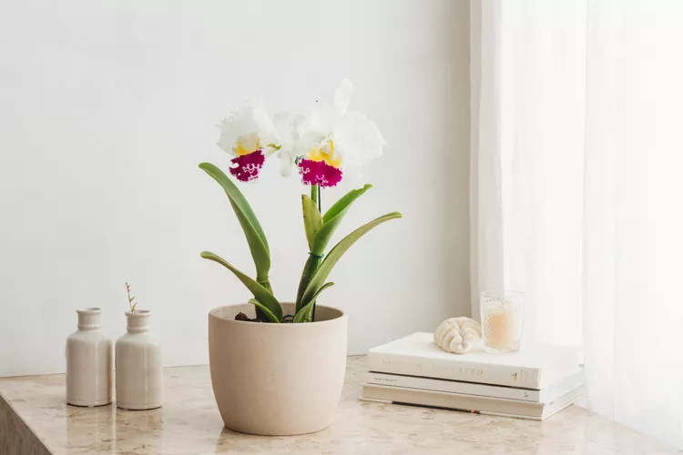 أوركيد الكاتليا