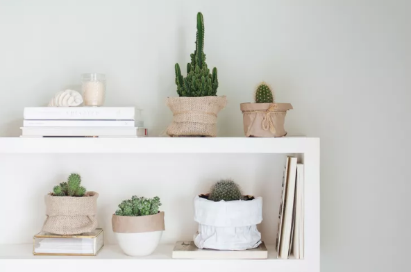 Indoor Cactus | Discover the World of Agriculture - Akhdar — Image 2