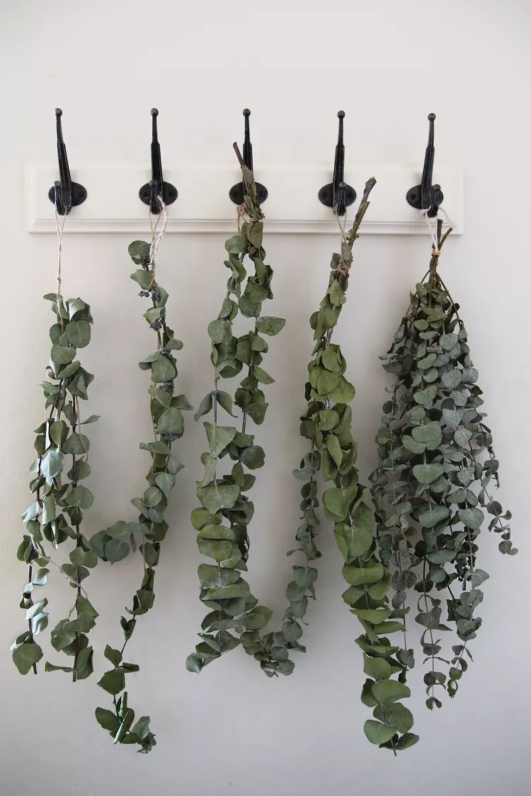 Eucalyptus | Discover the world of agriculture - Akhdar — Image 3
