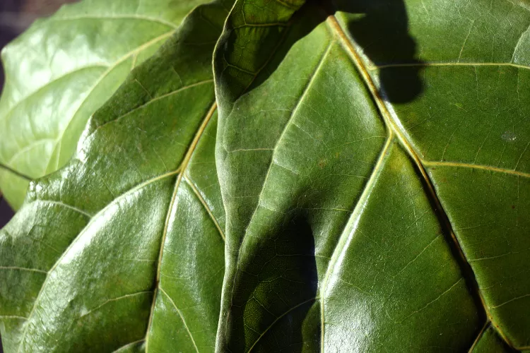 Violet fig plant | Discover the world of agriculture - Akhdar — Image 3