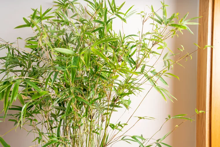 Bamboo plant | Discover the world of agriculture - Akhdar — Image 3