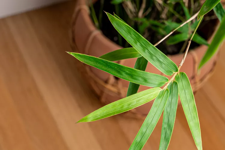 Bamboo plant | Discover the world of agriculture - Akhdar — Image 4