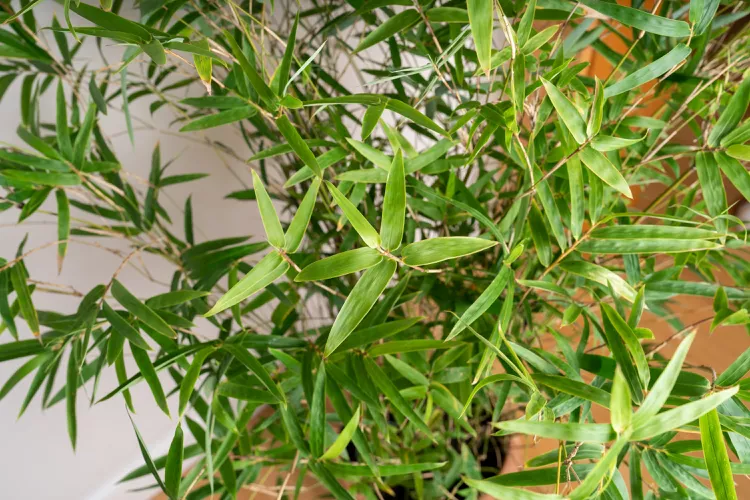 Bamboo plant | Discover the world of agriculture - Akhdar — Image 2