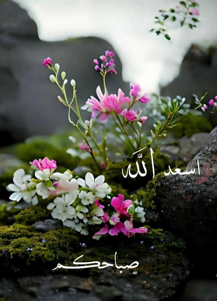 مشاتل القادري الزراعية | متجر ومشتل زراعي - أخضر