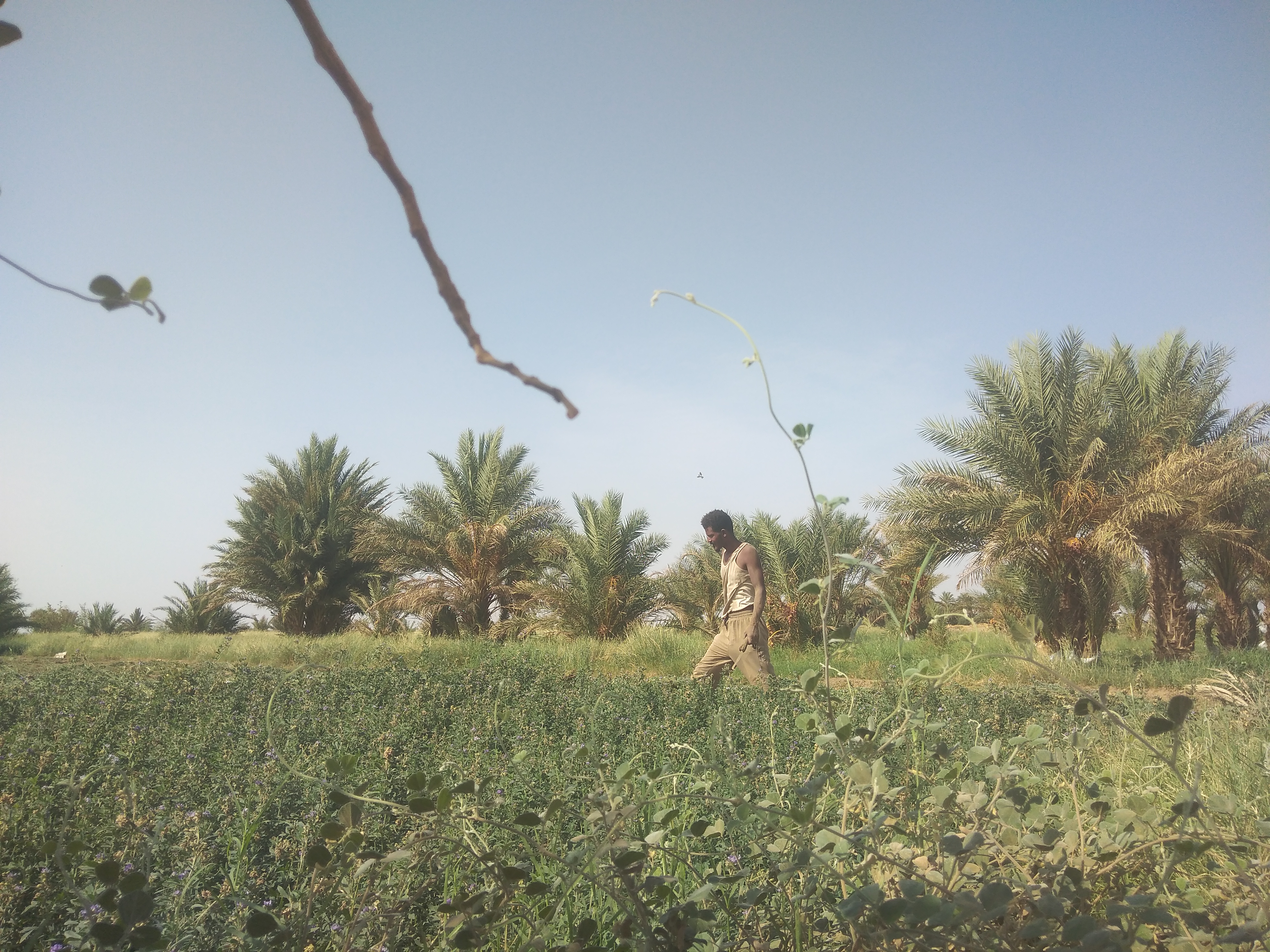 متجر المقل | متجر ومشتل زراعي - أخضر