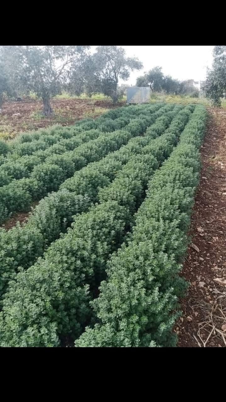 jo vermi compost | متجر ومشتل زراعي - أخضر