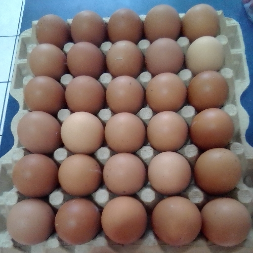Carton huevos medianos