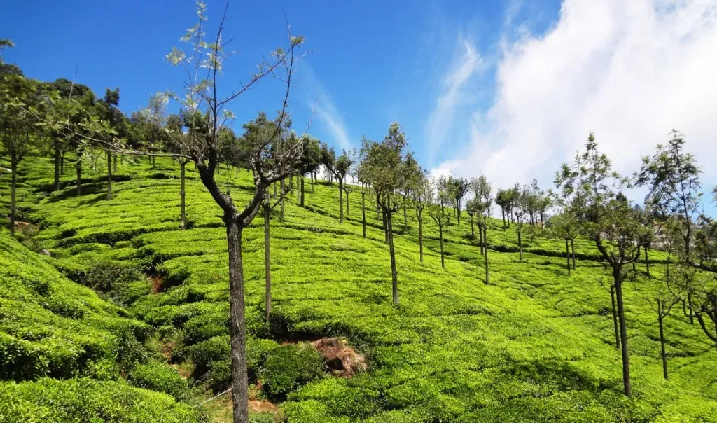 Ooty & Coimbatore trek view 4