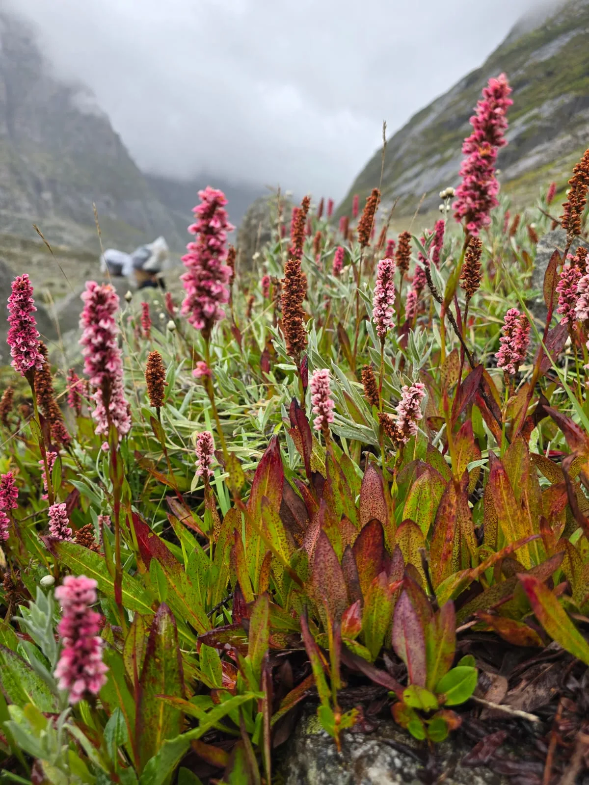 Valley of Flowers Trek with Hemkund Sahib - photo 3