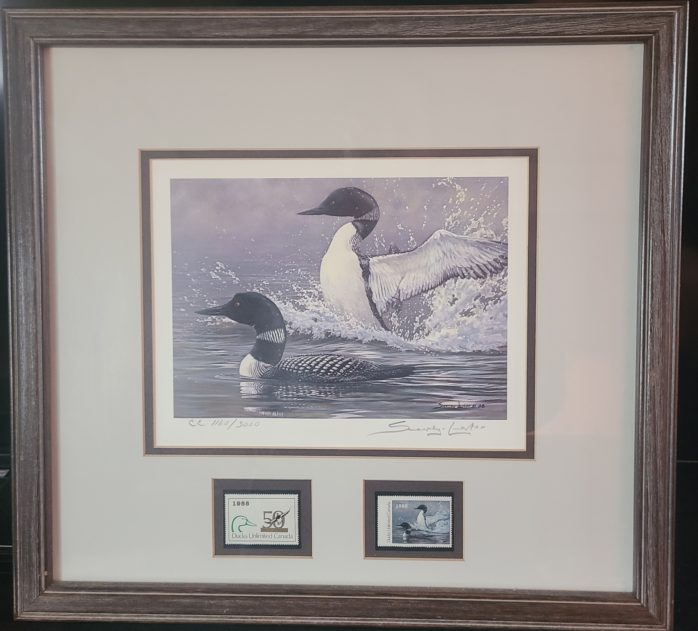 "Morning Display" Loones - 1988 Ducks Unlimited Canada - Signed & Numbered  Limited Edition,1160 / 3000, Signed by John Seerey - Lester