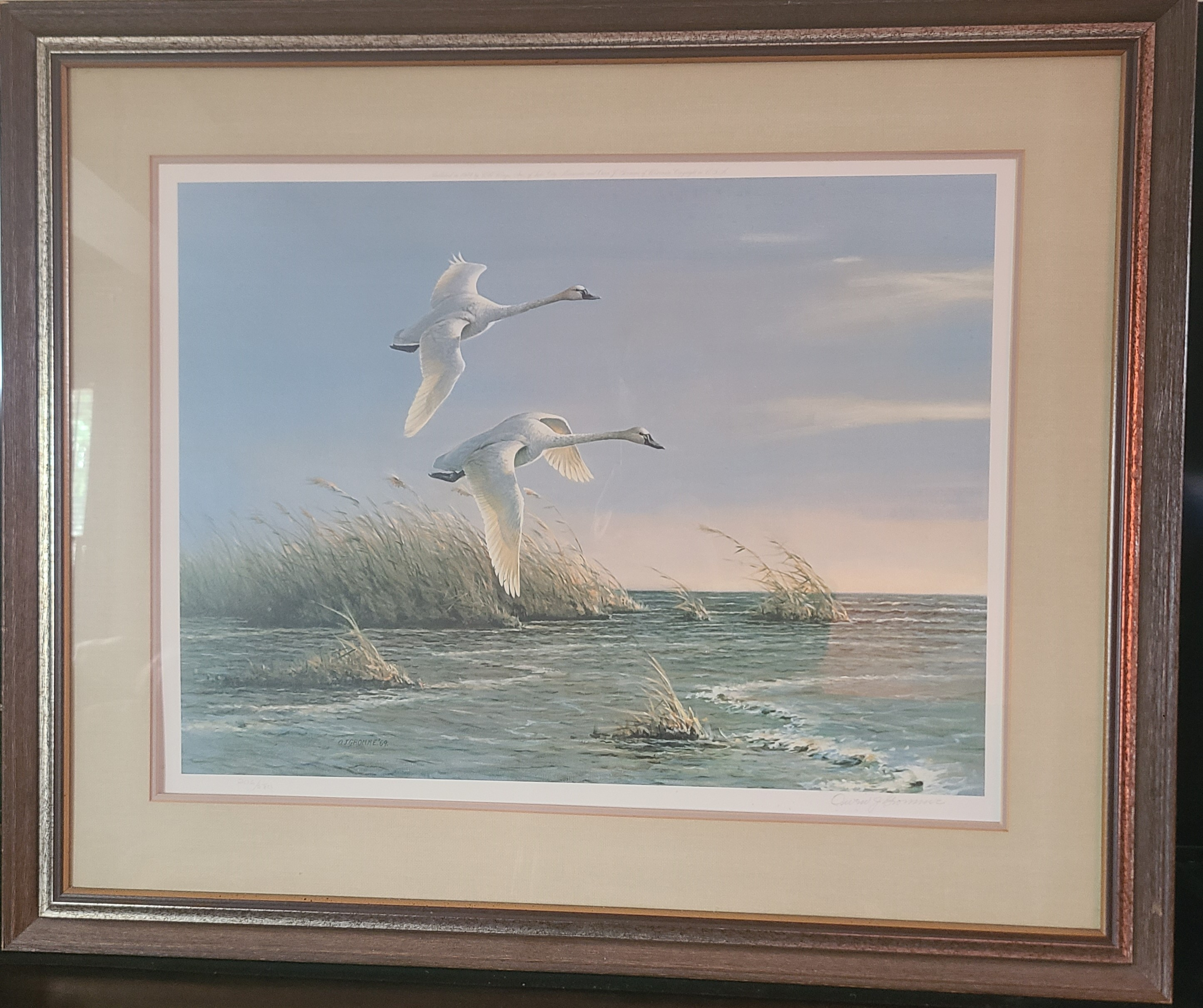 Whistling Swans, by Owen J. Grome