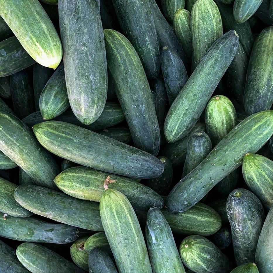 Cucumber
