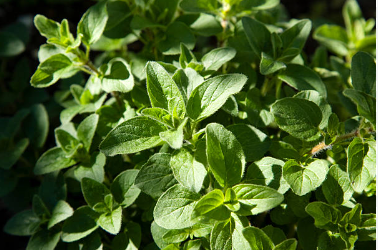Oregano