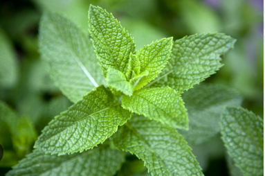 Mint Leaves