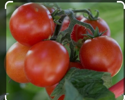 Tomatoes 