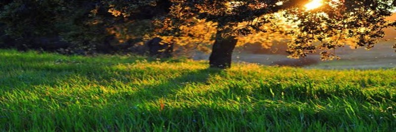 lição da escola sabatina 2026 online gratis