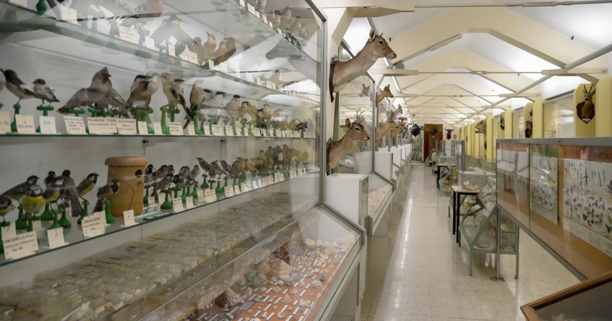 Museo di Storia Naturale Don Bosco