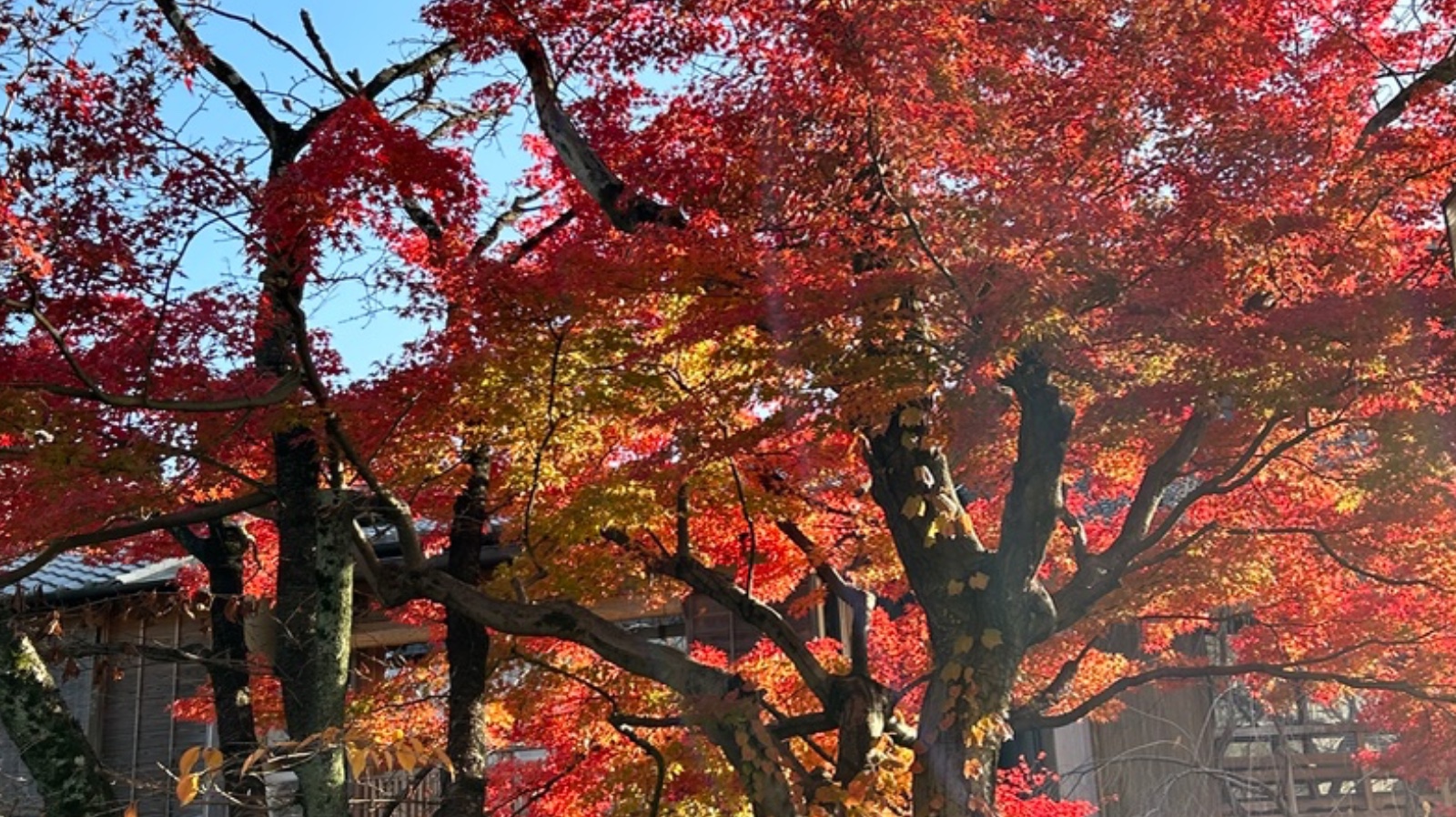ガイドブックに載らない、心をほどく京都の隠れ家カフェ3選