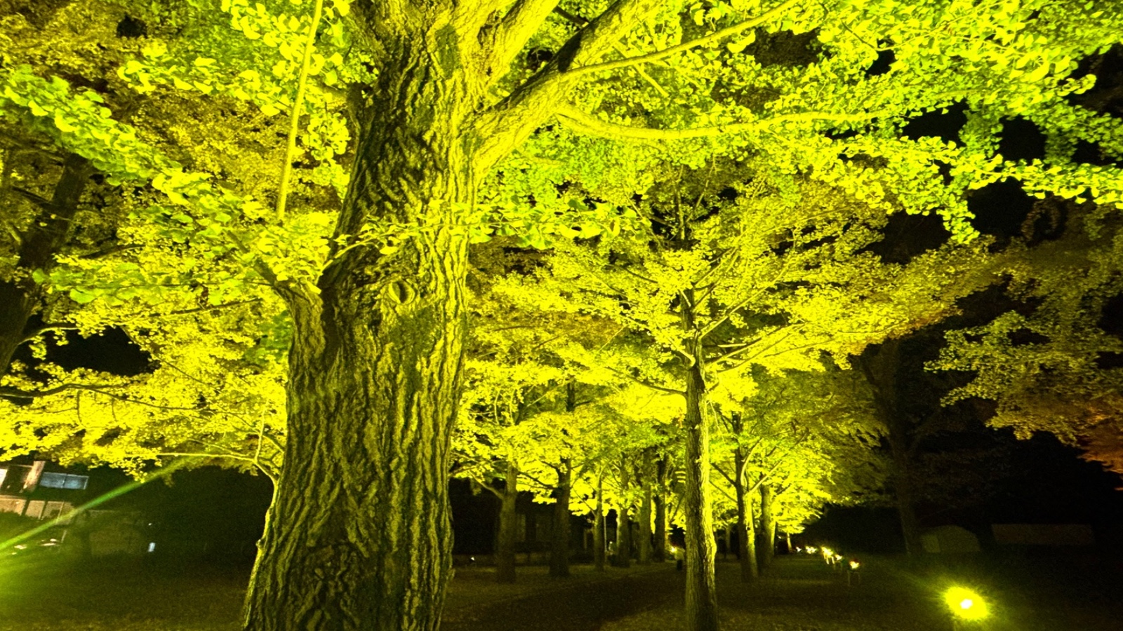 茨城県立歴史館のイチョウ並木