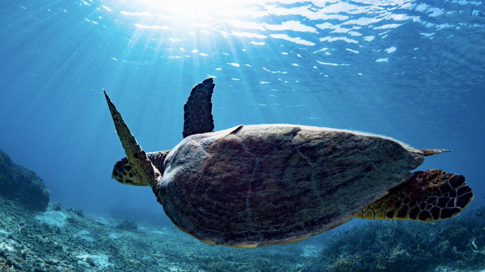 【沖縄ビーチ】世界ベスト50にランクイン！日本唯一の“世界が認めたビーチ”とウミガメに会える島。渡嘉敷島