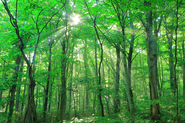 “森に還る”次世代型の墓地「RETURN TO NATURE」