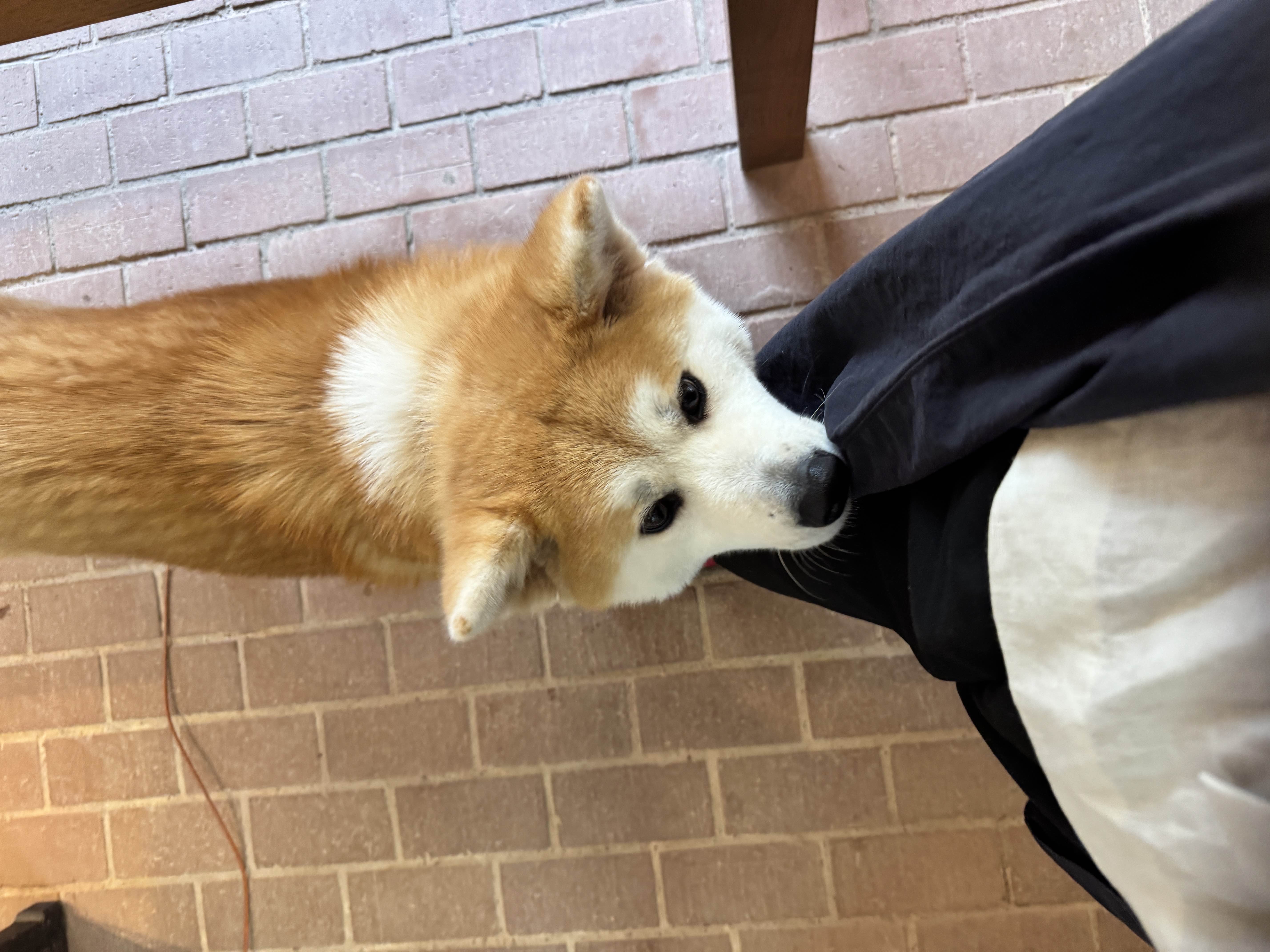 きのこ