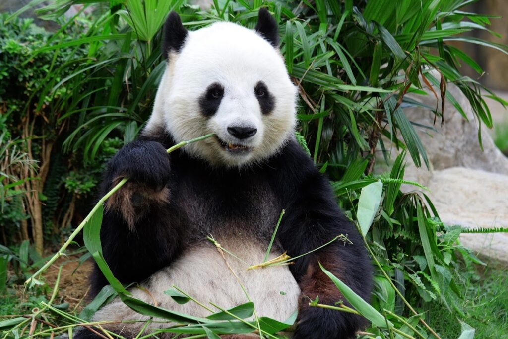 Cina Express + Chengdu
