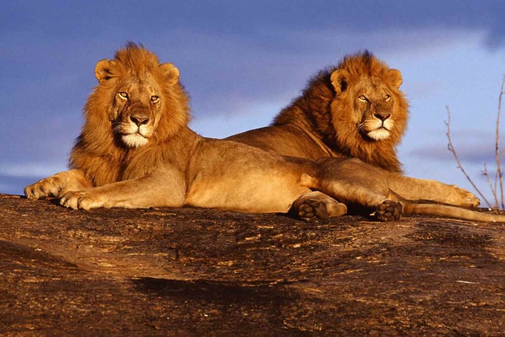 Kenya - Tour Tsavo dall'Est all'Ovest