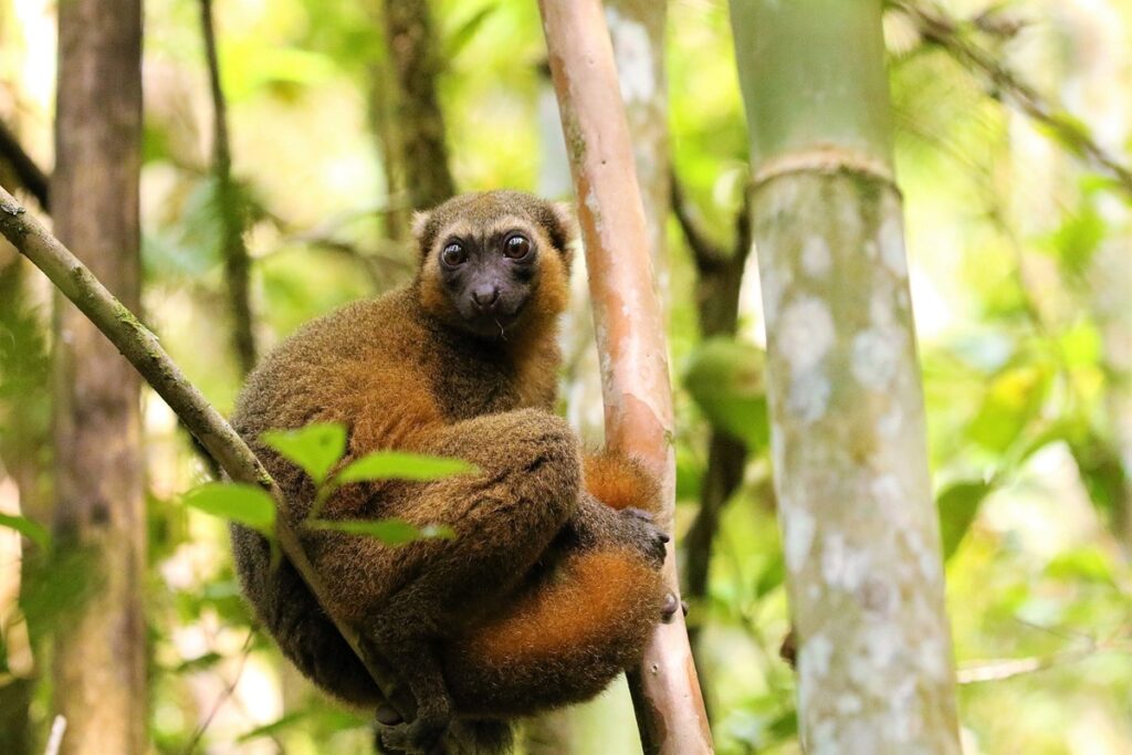 Madagascar – Tour del Sud e Anakao