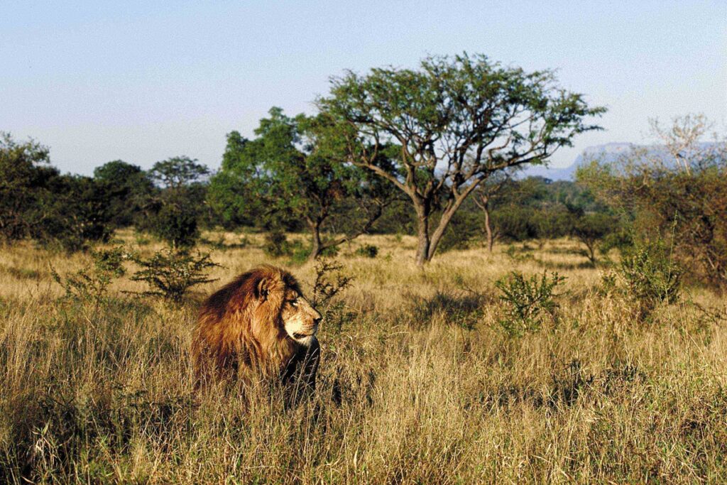 Sudafrica - Tour "Best of South Africa"