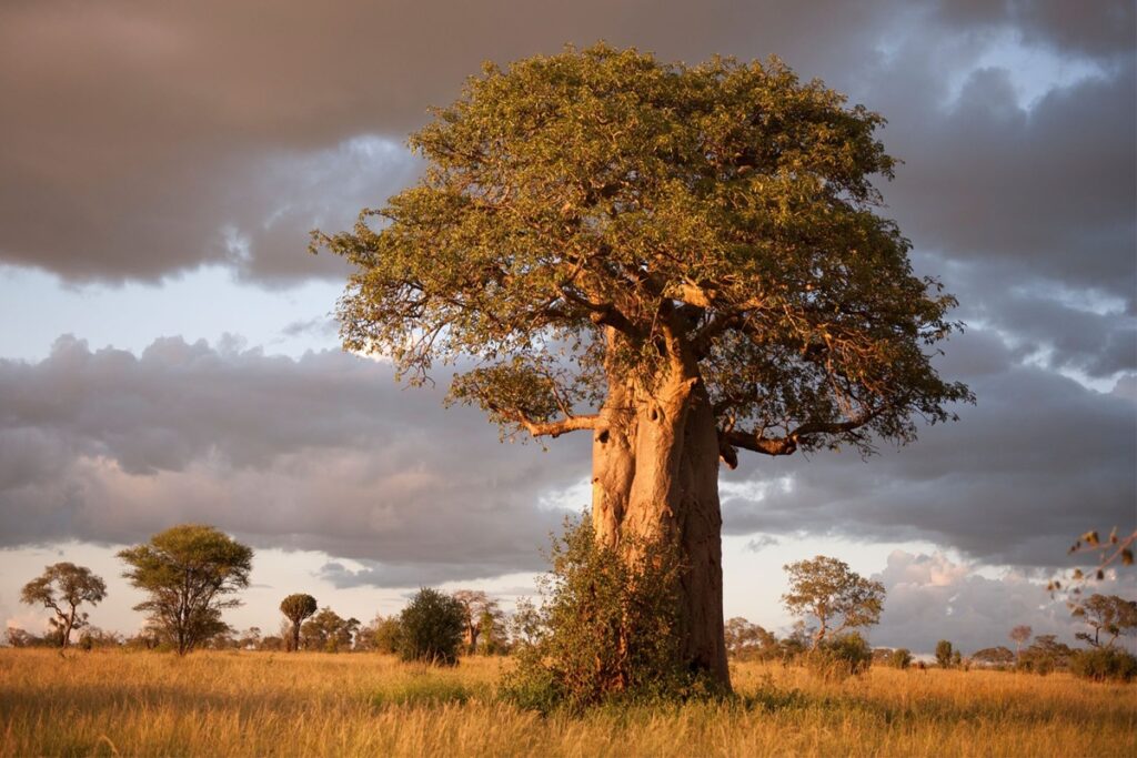 Tanzania - Tour Best of Tanganika Safari