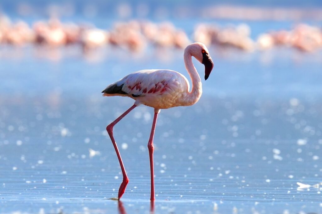 Tanzania - Tour "Lake & Crater Serena Escape"