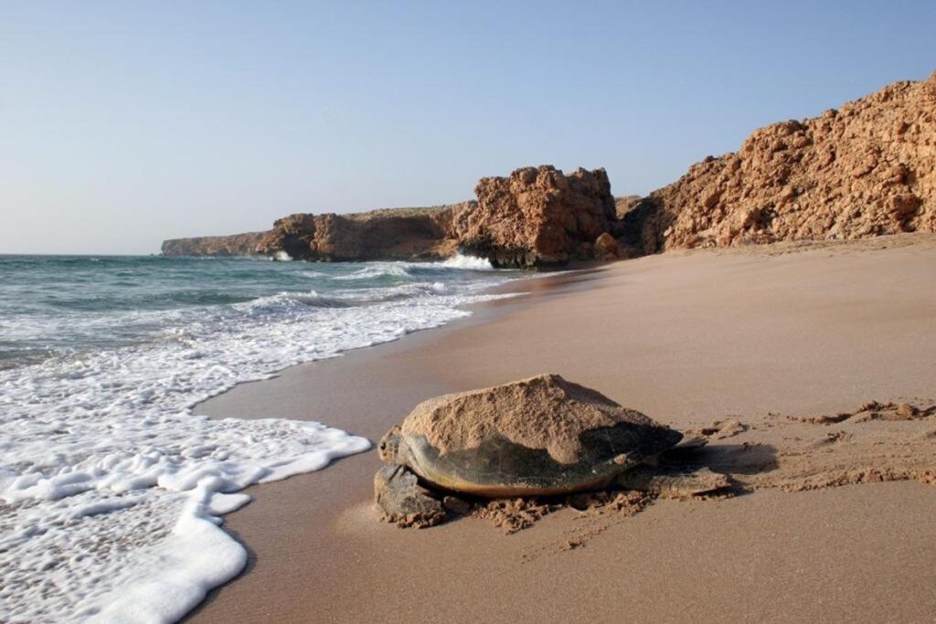 Oman - Estensione "Sabbia e Tartarughe"