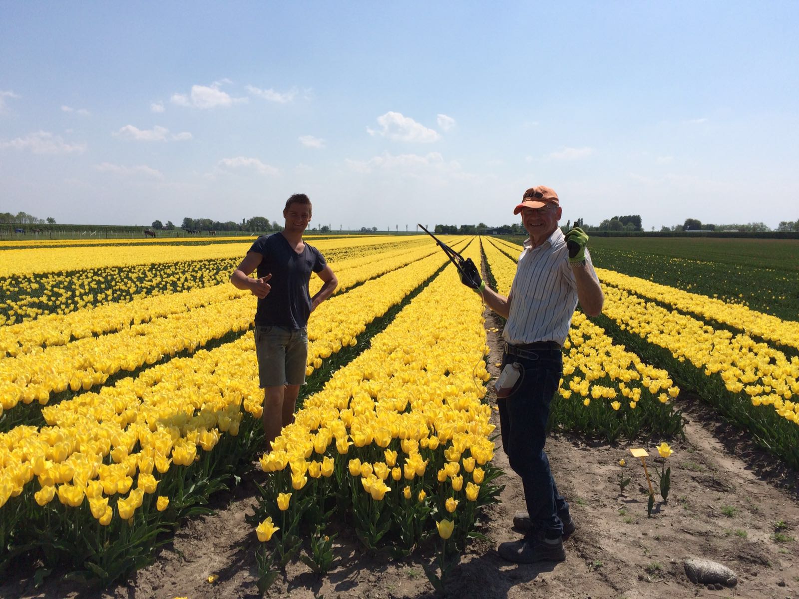 Yellow tulips in the Netherlands