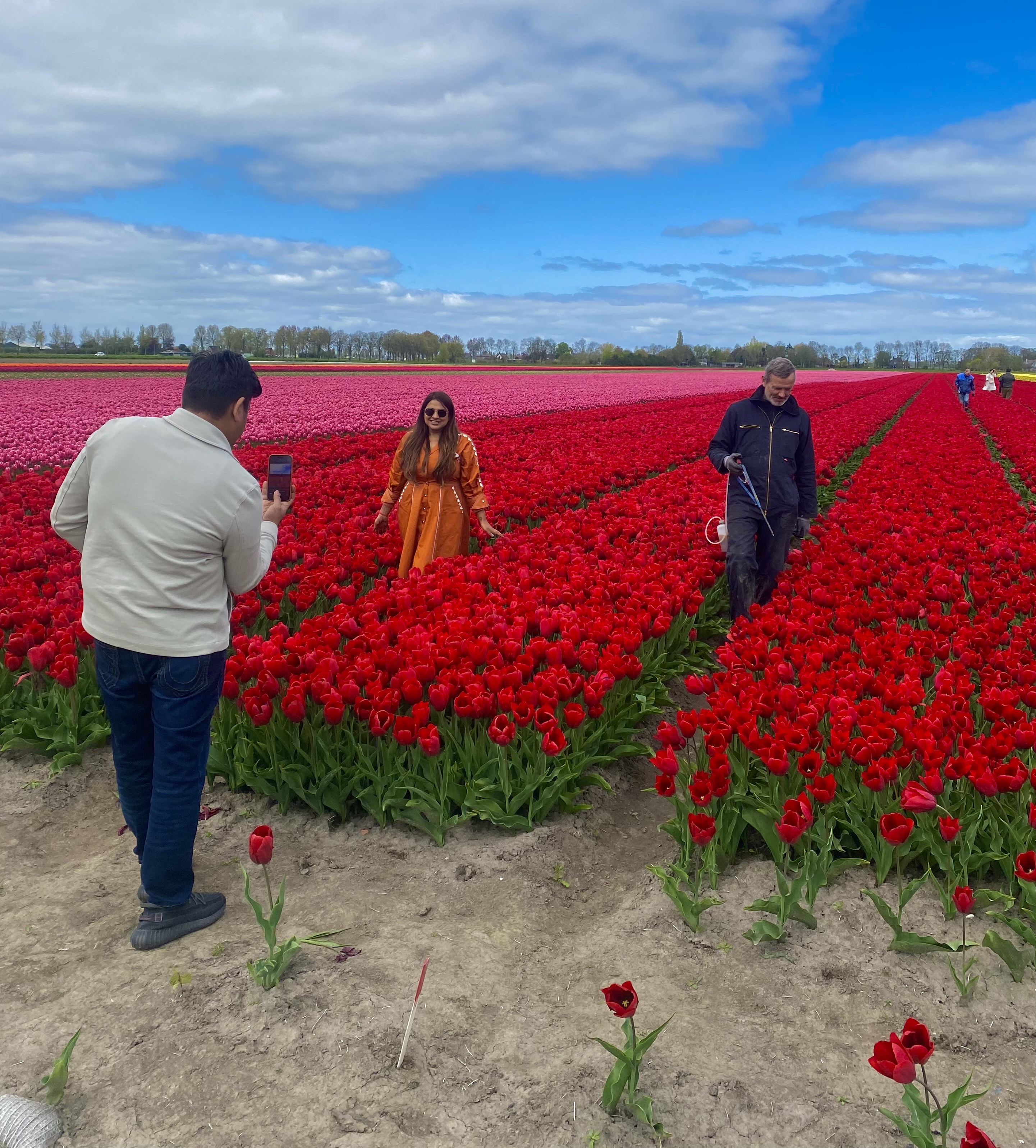 tulip field
