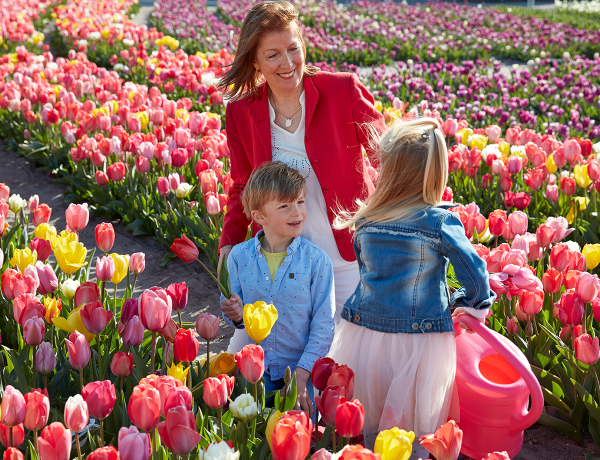 Tulip Field