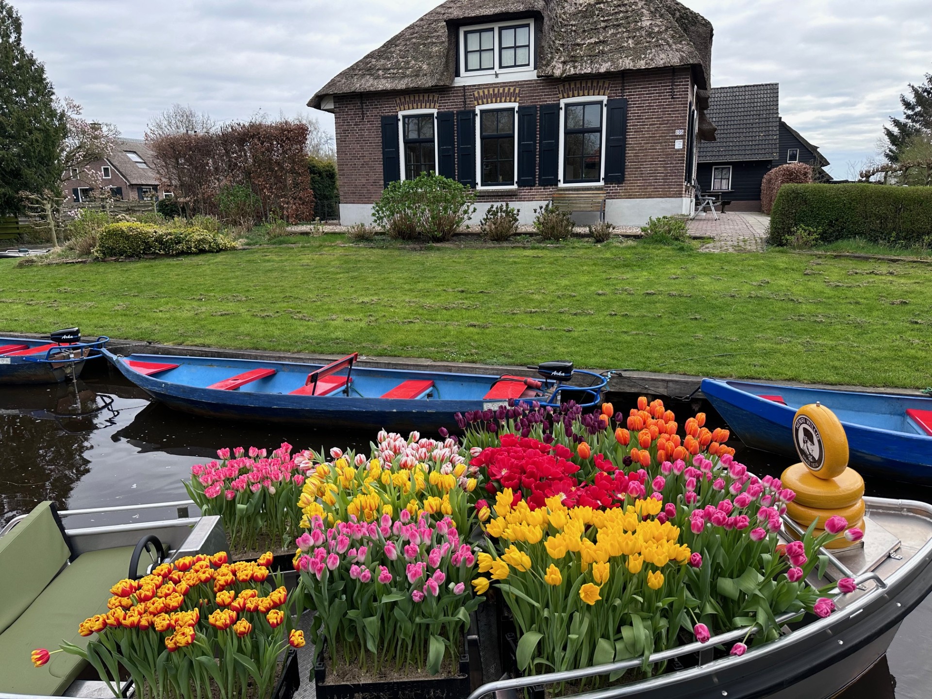 Tulips on a boat in Giethoorn