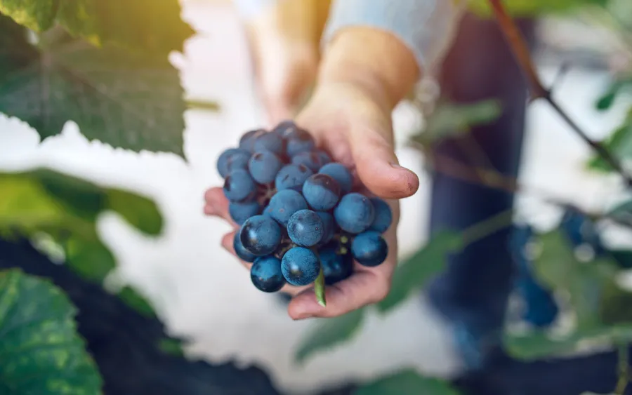 Où naissent les grands vins