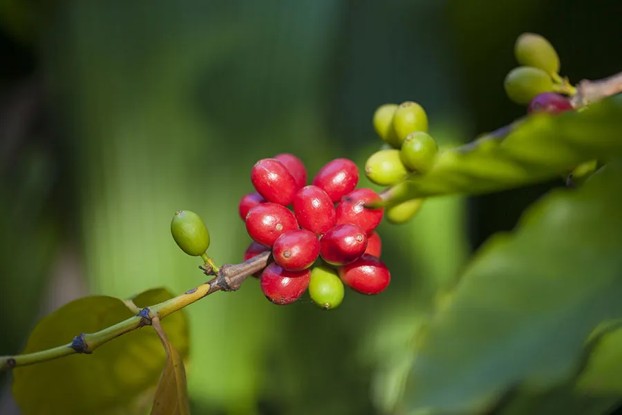 reconnaître le café de qualité