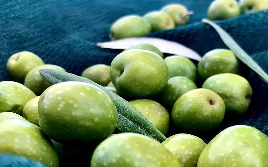 Huile d'olive extra vierge pressée à froid, mélange multicultivar - 500 ml - Don Vito Excellences